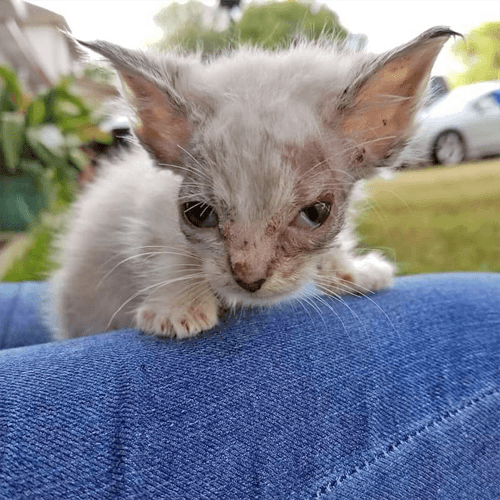 gizmo