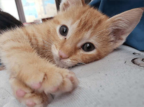 simba
