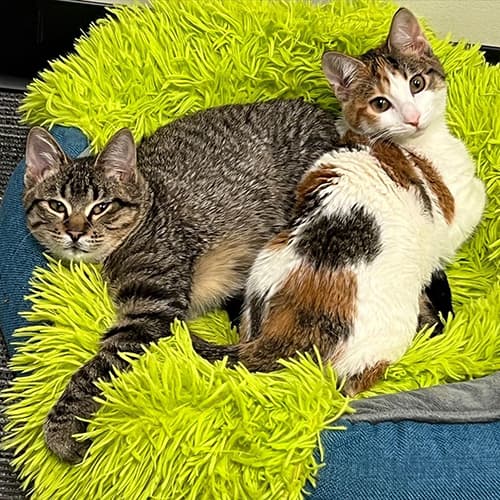 View this post on Instagram A post shared by Kris Kaiser | Wobbly Cat Foster Mom (@campwobblycat)