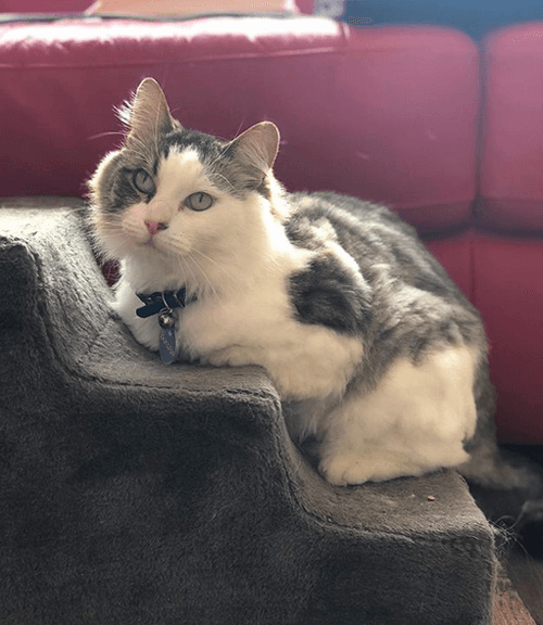 bowie