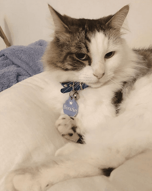 bowie