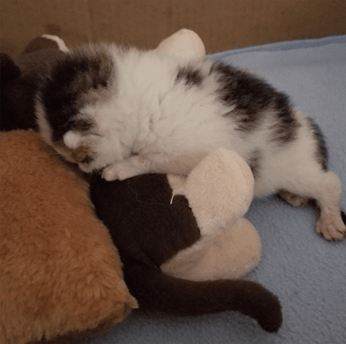 domino