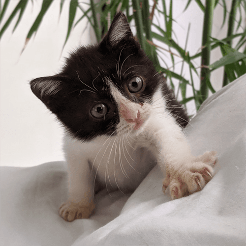 munchkin