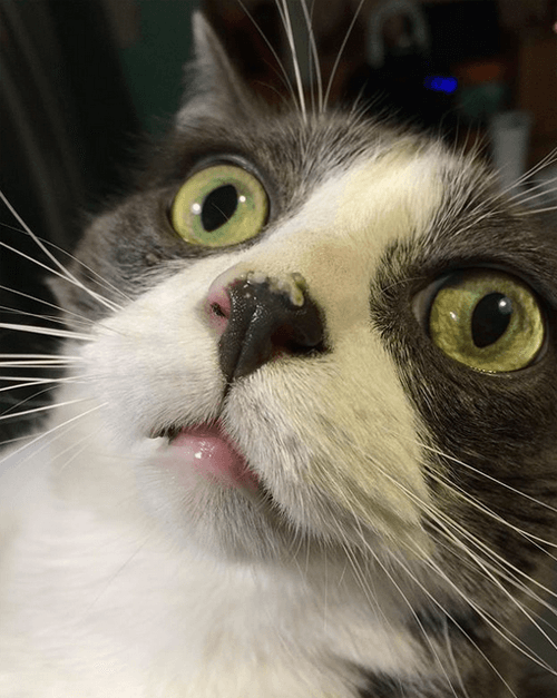 cappy