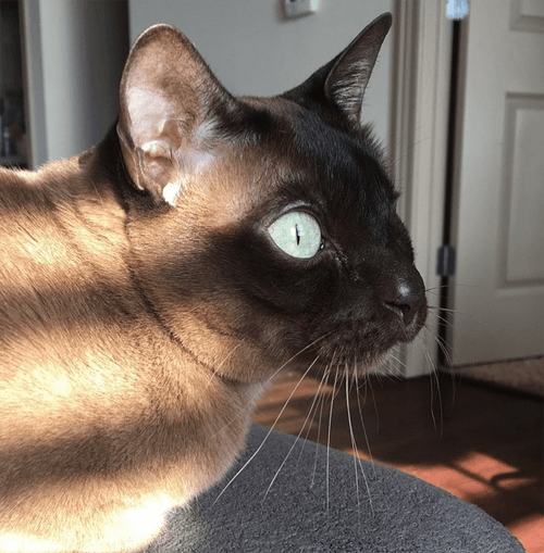 milo