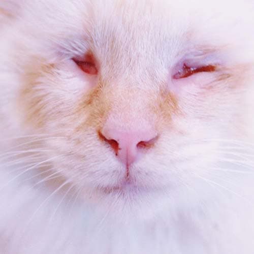 Falkor6