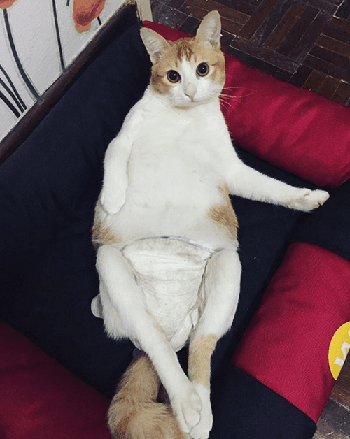 happycat