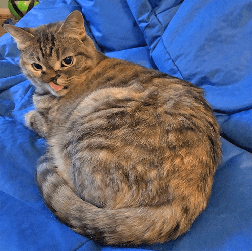 petunia