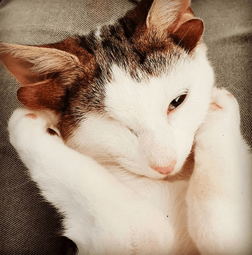 frankie