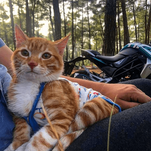 simba