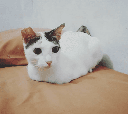 kuku