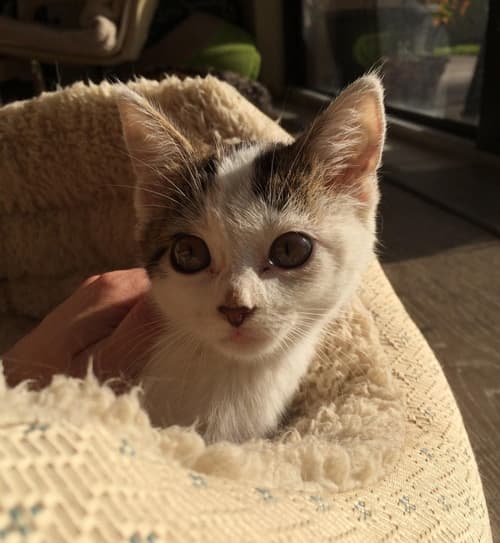 pixie2