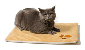 catbed