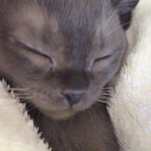 FuffKitten