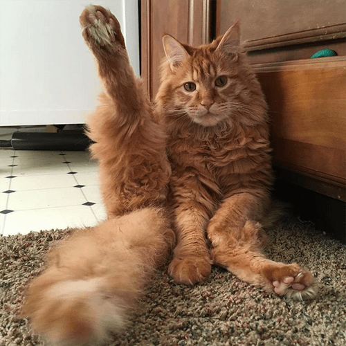lunahobbes