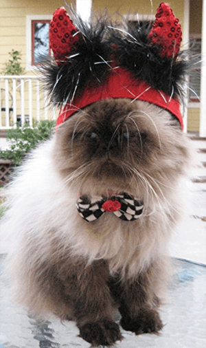 catcostume