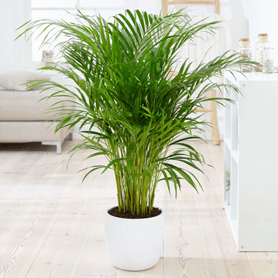 areca