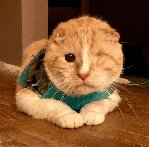 bruiser
