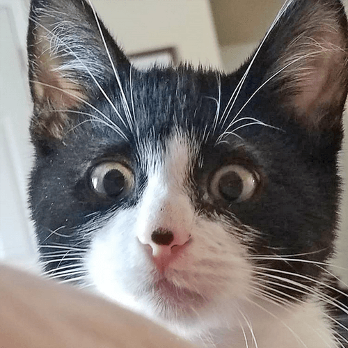 quasi