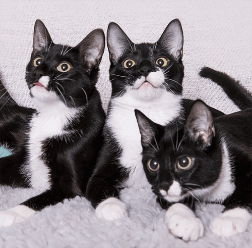 tuxies