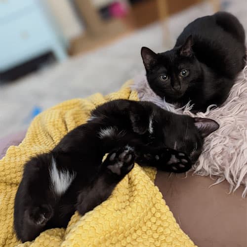 oncouch