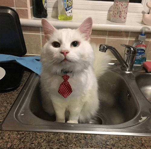 hedwig