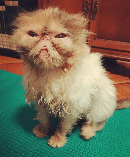 aladdinacat