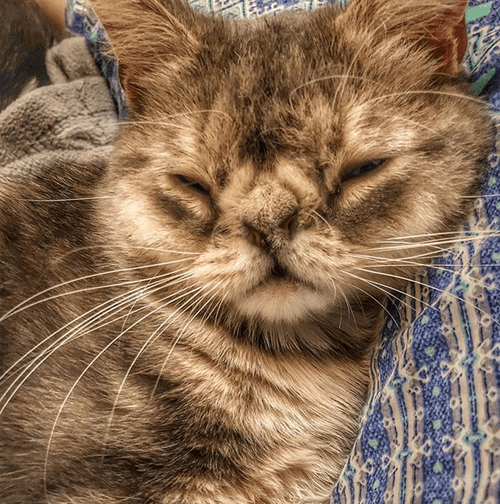 smushie