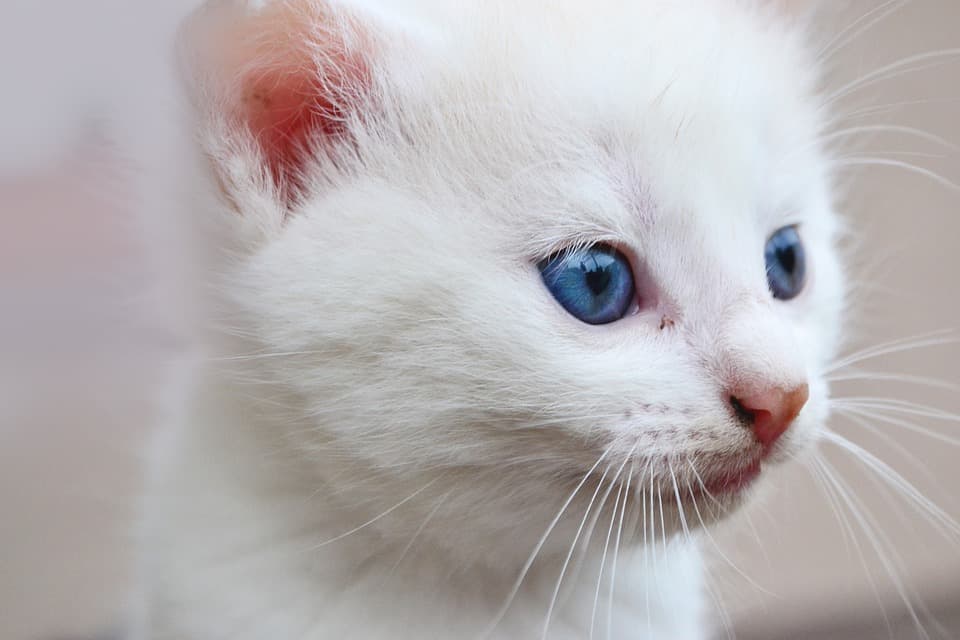 cat-2225448_960_720