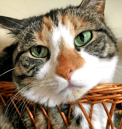 penny