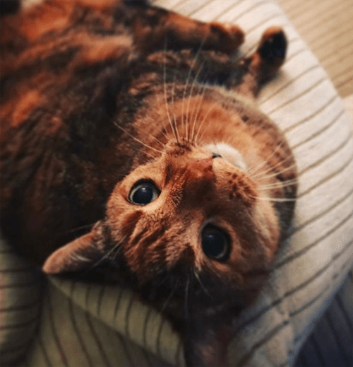 kittles