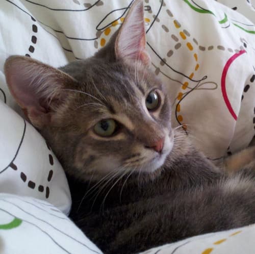 cutetabbykitten