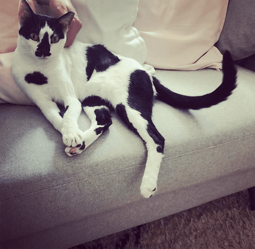 molly
