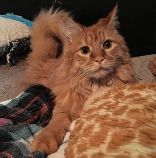 lunahobbes