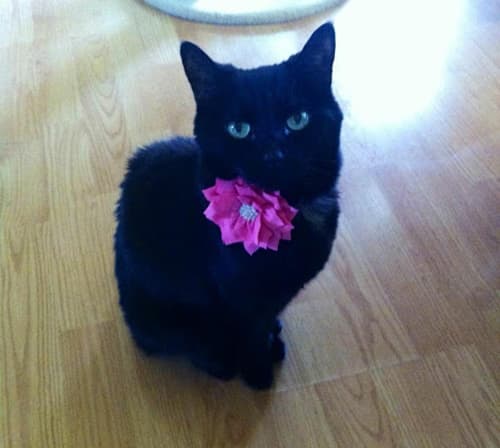 kitty