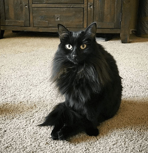 bb