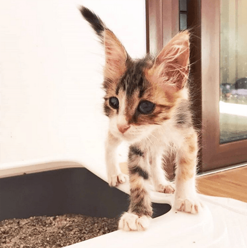 kira