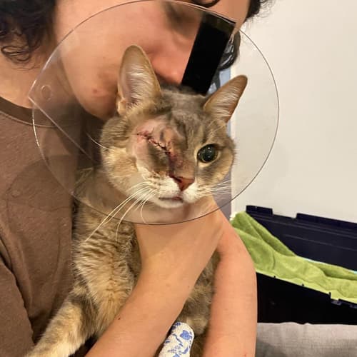 tabbycataftereyeenucleationsurgery
