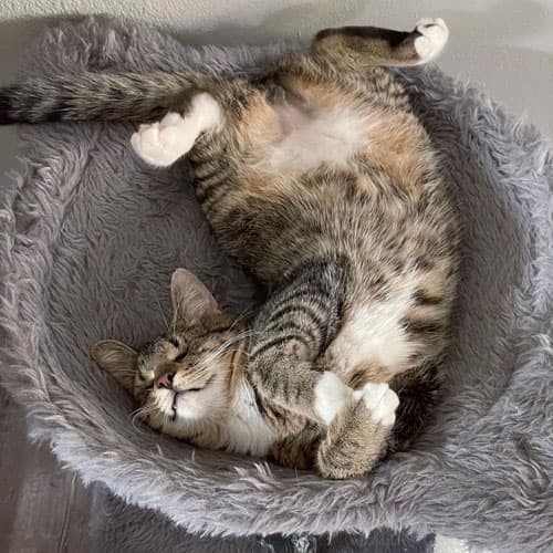 LouieCat4