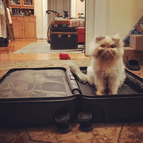 aladdinacat