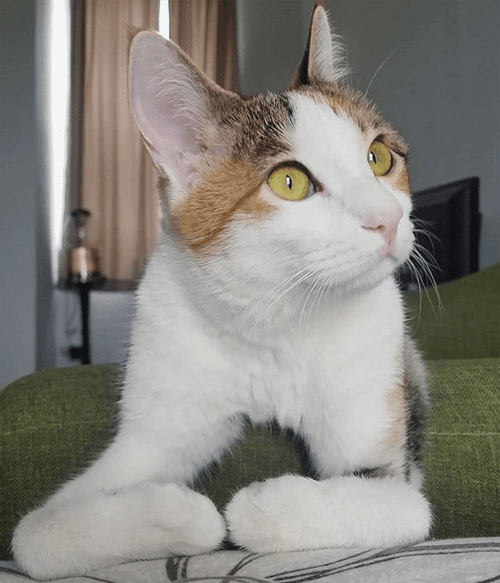 hermione