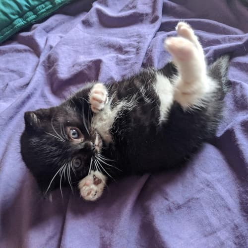smudge