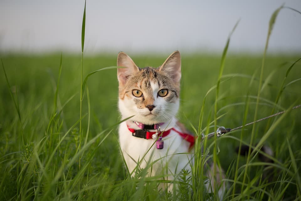 leash cats kittens dogs disguise feature
