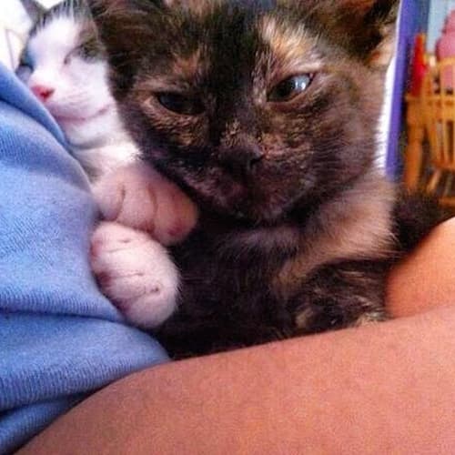 Gremlin