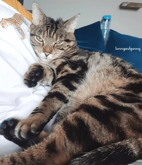 leo