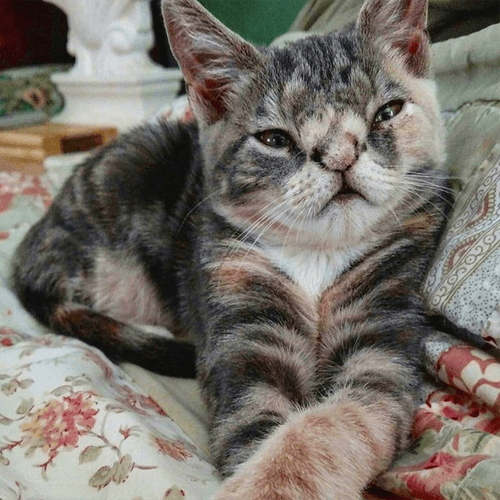 willow