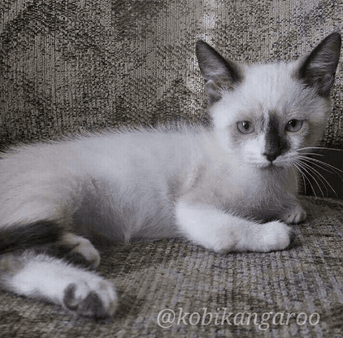 kobi
