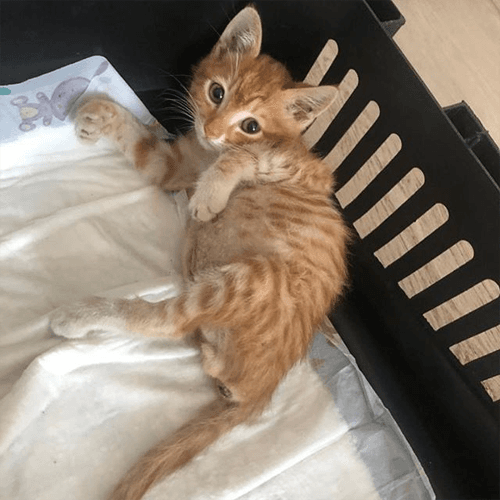 simba