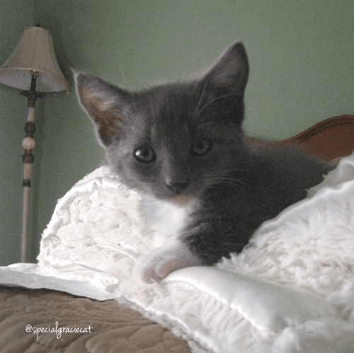 gracie
