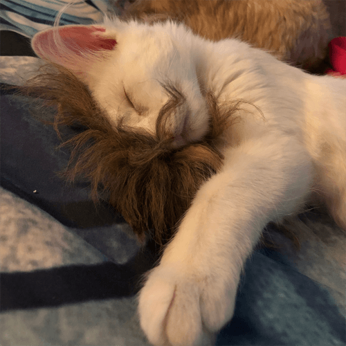 khaleesi